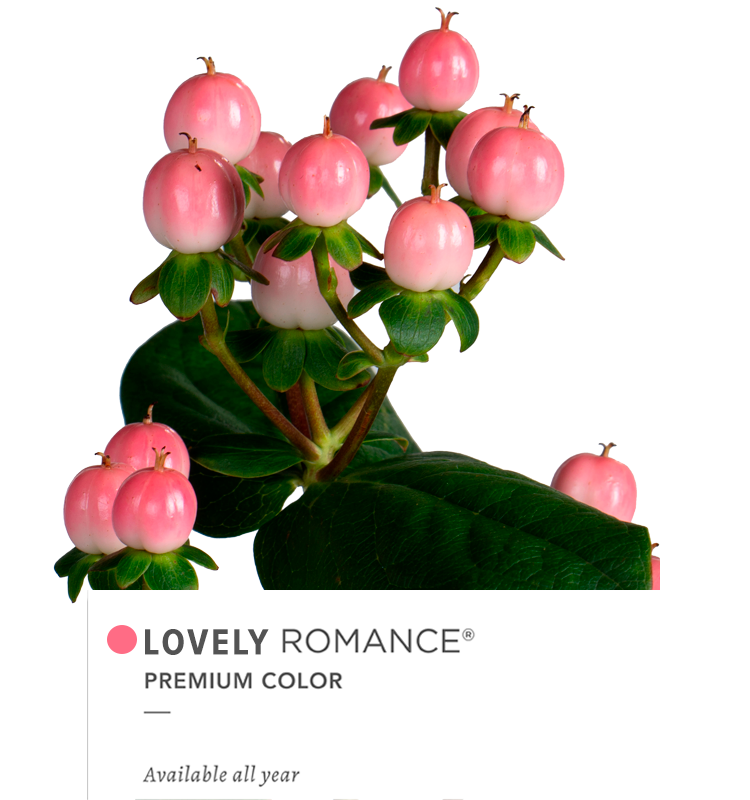 LOVELY-ROMANCE2