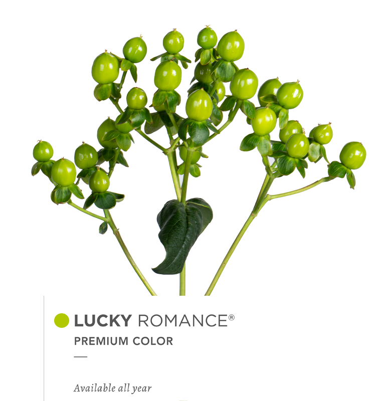 LUCKY-ROMANCE