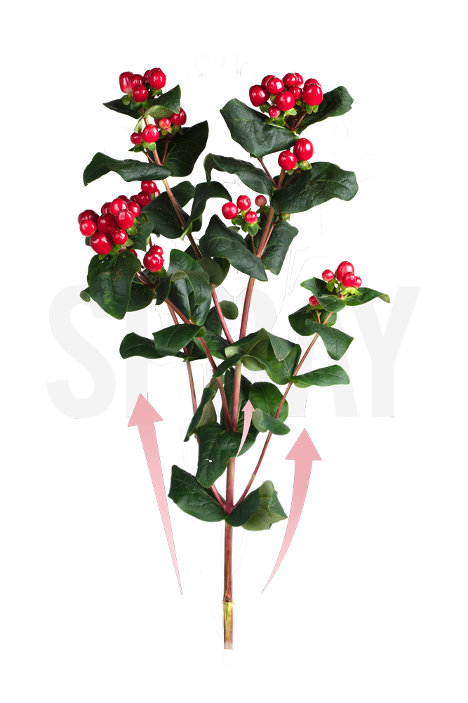 SprayRomance4