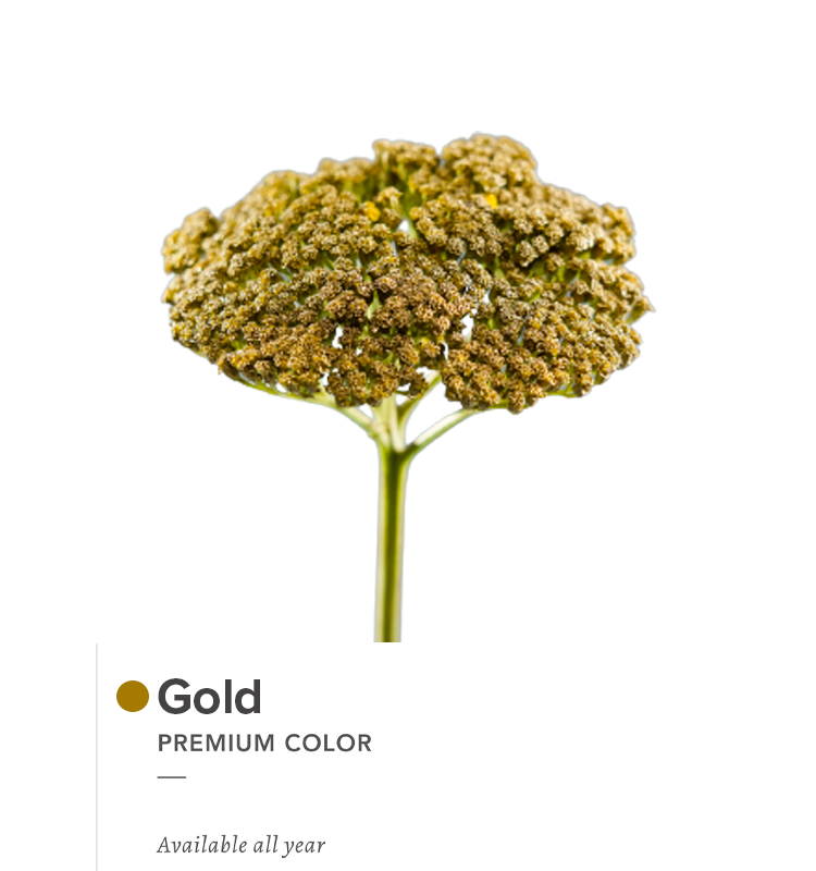 gold