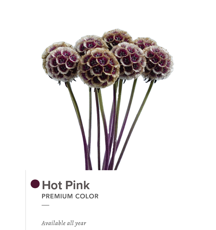 hotpink