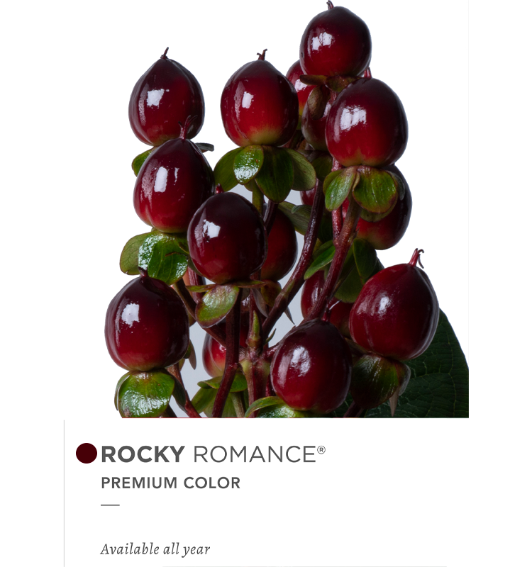 rocky1