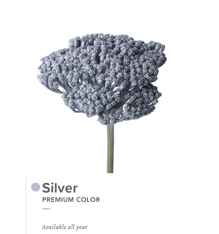 silver1
