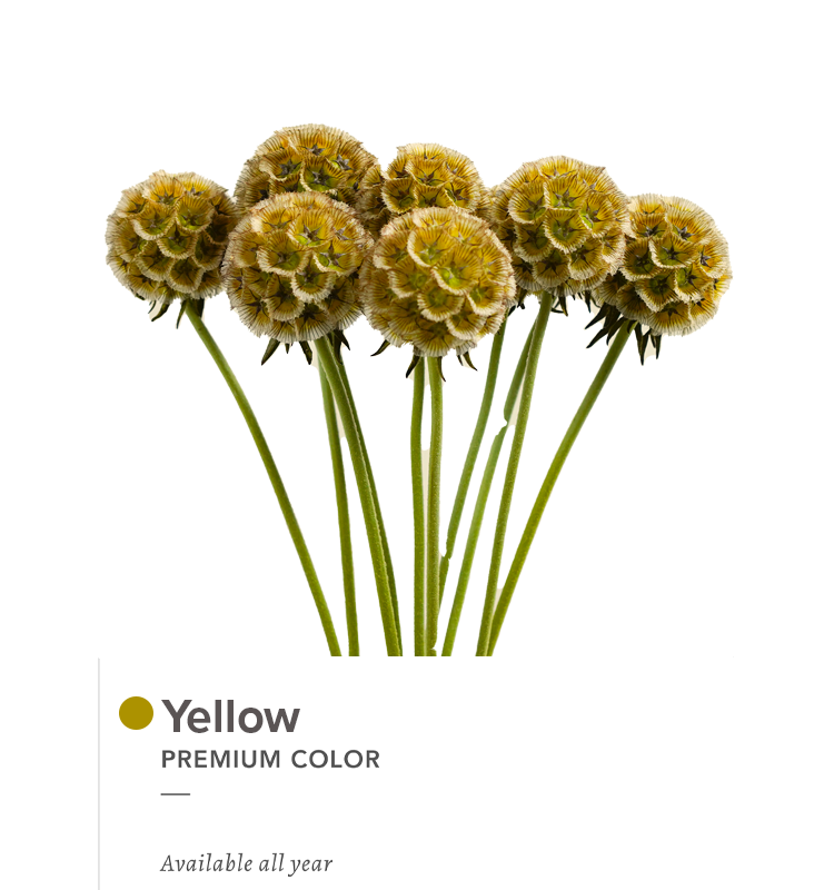 yellow