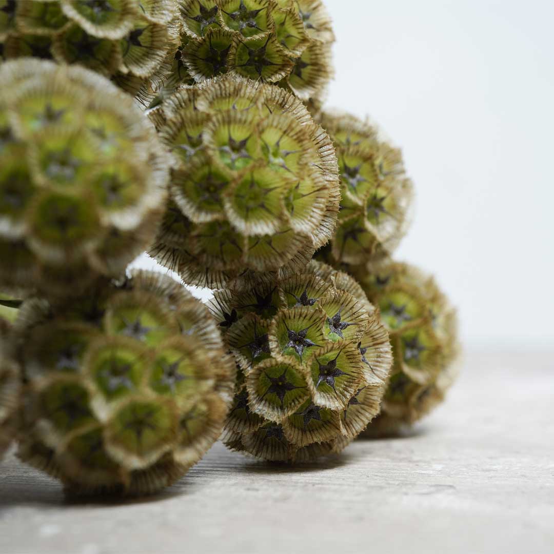 SCABIOSA-NATURAL