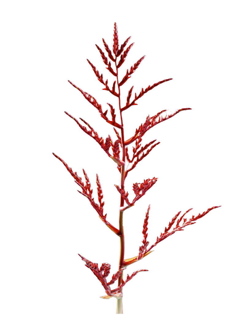 redpaloma
