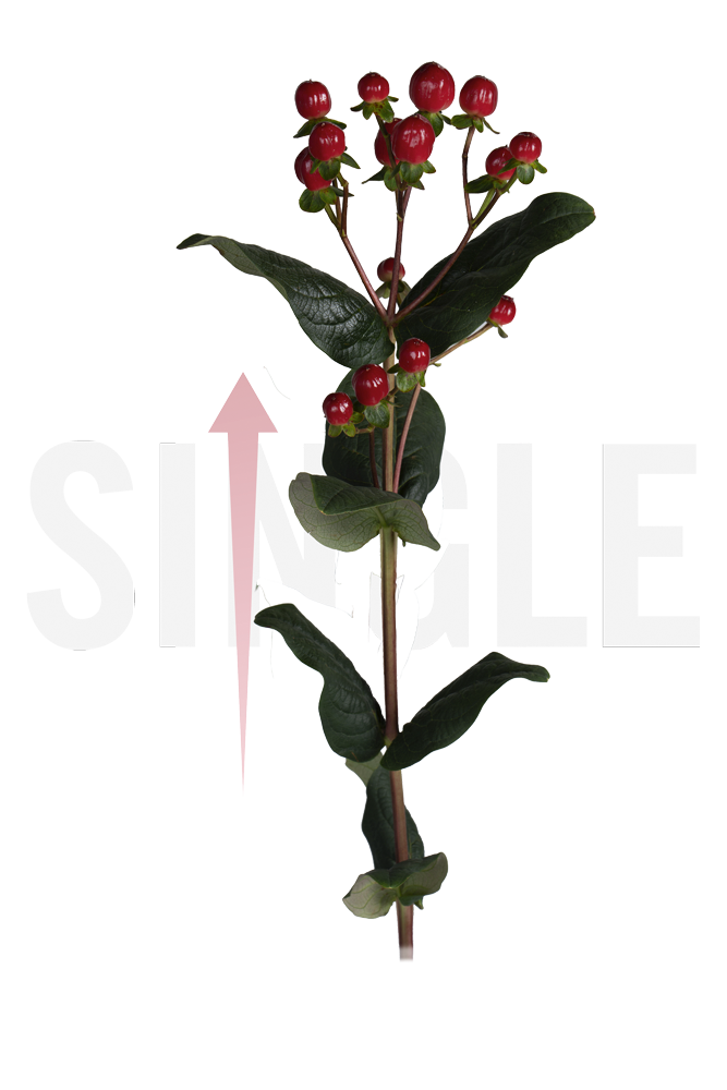 single-fondorooma