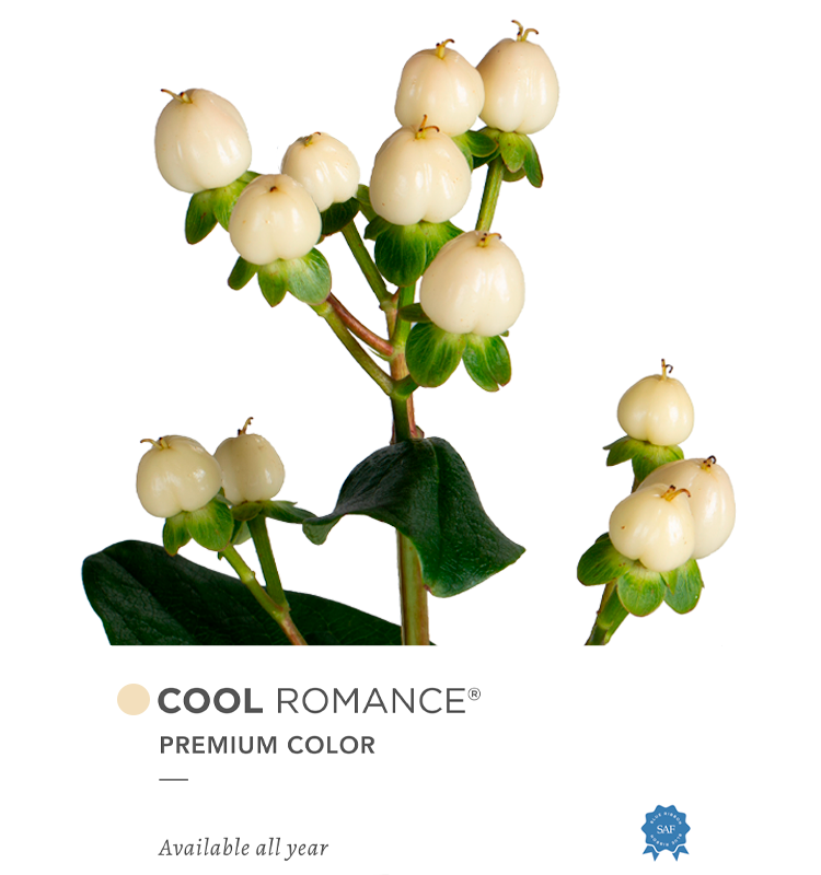 coolromance-con-ribbon