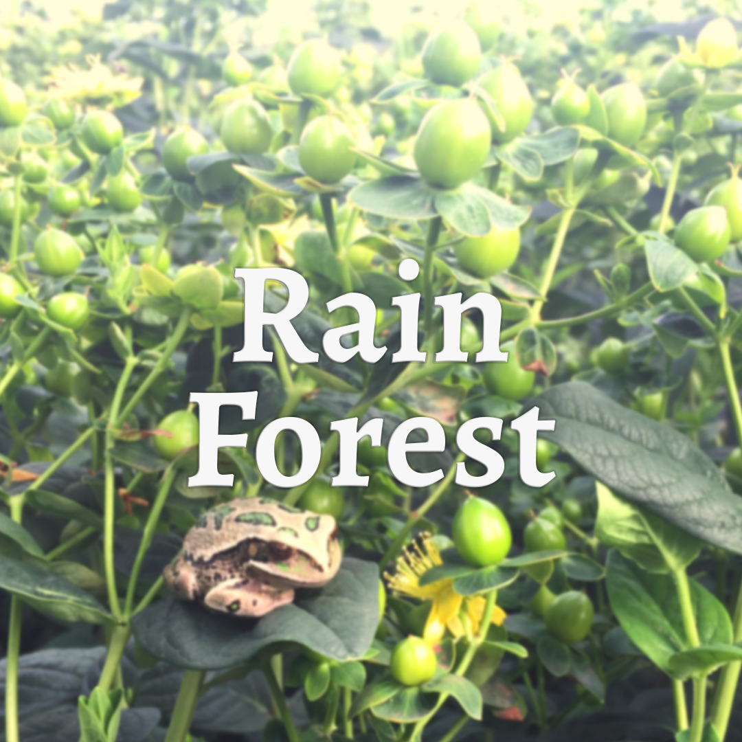 rainforest4