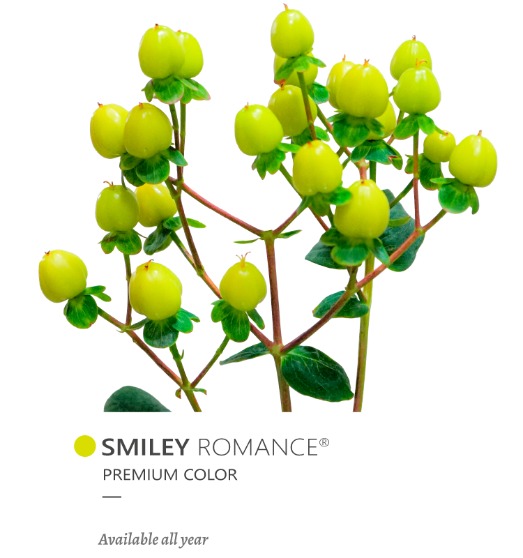 smiley p